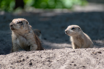 baby and mother prairie dog in the zoo