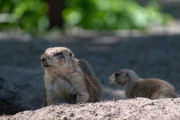 baby and mother prairie dog in the zoo