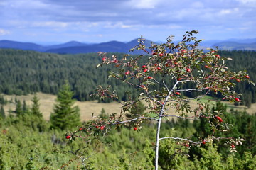 Rosehip tree with fruits against the backdrop of a mountain landscape.