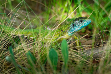 European Green Lizard - Lacerta viridis - large green and blue lizard distributed across European midlatitudes, male with the tick (harvest-mite) on the body. Often seen sunning on rocks or lawns