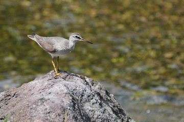 gray tailed tattler