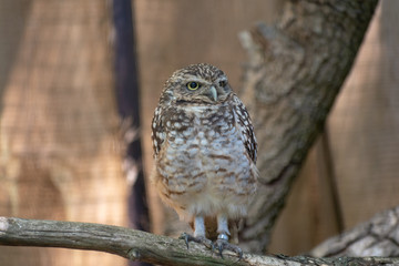 single rabbit owl in closeup in zoo