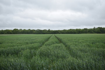 champ campagne