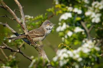 Fototapeta premium Barred Warbler - Sylvia nisoria singing birds, typical warbler, breeds in central and eastern Europe and western and central Asia, passerine bird strongly migratory, winters in tropical eastern Africa