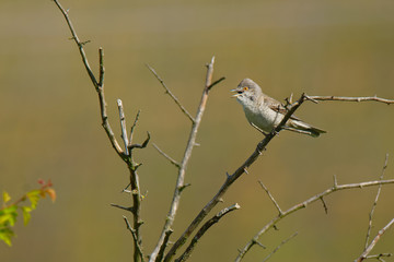 Barred Warbler - Sylvia nisoria singing birds, typical warbler, breeds in central and eastern Europe and western and central Asia, passerine bird strongly migratory, winters in tropical eastern Africa