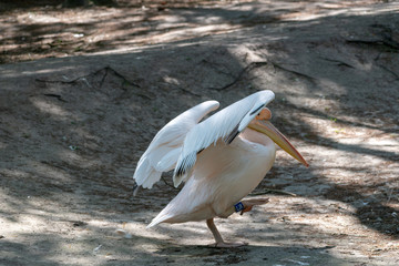 pelicans on a rock