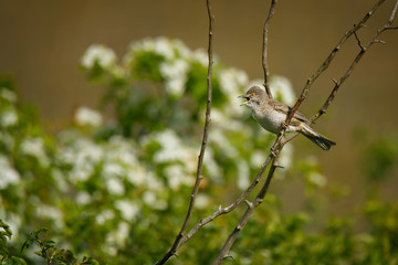 Barred Warbler - Sylvia nisoria singing birds, typical warbler, breeds in central and eastern...