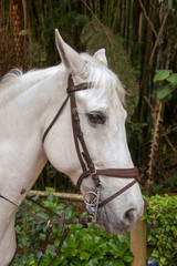 Fototapeta premium Cavalo