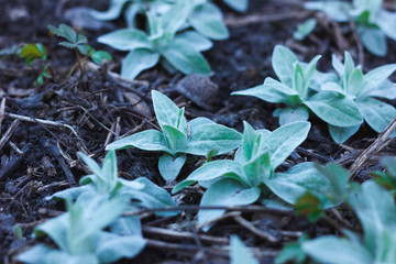 Green leaves on the ground