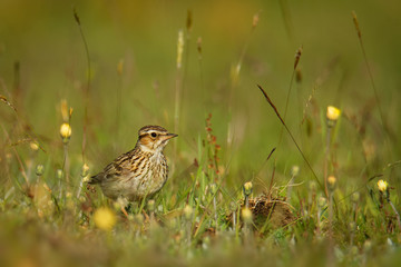 Wood Lark - Lullula arborea brown crested bird on the meadow (pastureland), lark genus Lullula, found in most of Europe, the Middle East, western Asia and the mountains of north Africa