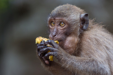 Portrait of monkey. Close-up monkey have a rest. Fooling around. Eating fruits.