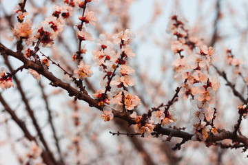 Apricot blossom in spring. Pink floral background