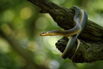 Aesculapian Snake - Zamenis longissimus, previously Elaphe longissima, nonvenomous olive green and yellow snake native to Europe, Colubrinae subfamily of the family Colubridae