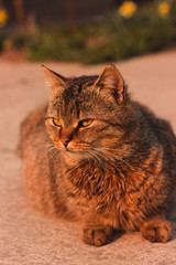Portrait of a cat in the sun
