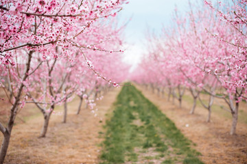 Fototapeta na wymiar Pink tree cherry apple blossom orchard in spring Niagara Ontario Canada