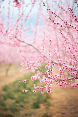 Pink tree cherry apple blossom orchard in spring Niagara Ontario Canada