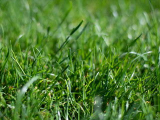 Green grass in the rays of light
