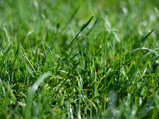 Green grass in the rays of light