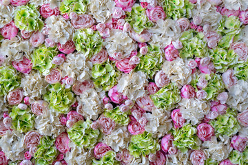 Beautiful wall pink and white flowers, roses, green leaves, press-wall, background, romantic spring background texture