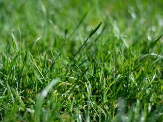 Green grass in the rays of light