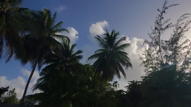 Looking up at sun in the blue sky on a deserted island with wave sounds in the background and palm trees with fluffy white clouds