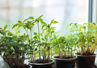 Plants in disposable cups on the windowsill. Seedlings at home
