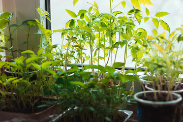 Plants in disposable cups on the windowsill. Seedlings at home