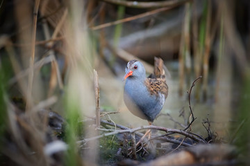 Water rail, Rallus aquaticus, bird of wetlands across Europe in its natural environment. Water rail...