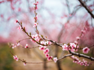 Pink tree cherry apple blossom orchard in spring Niagara Ontario Canada