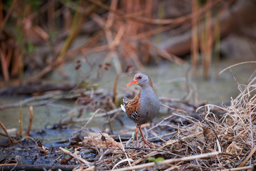 Water rail, Rallus aquaticus, bird of wetlands across Europe in its natural environment. Water rail...