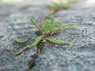 Green plant breaking through stone