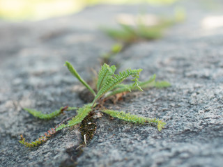 Green plant breaking through stone