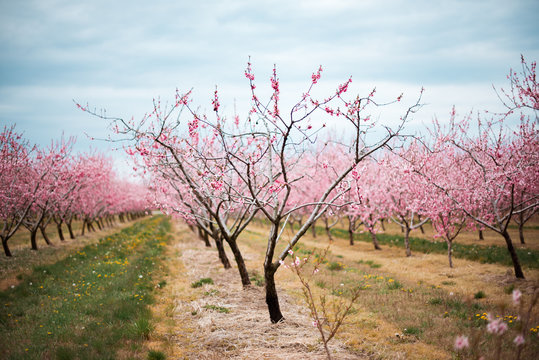 Pink Tree Cherry Apple Blossom Orchard In Spring Niagara Ontario Canada