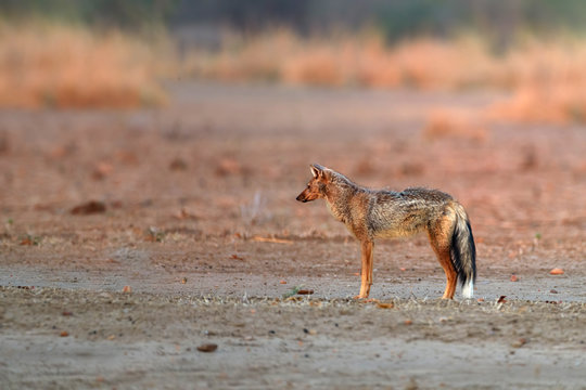 Side-striped jackal, Canis adustus, male, canid native to Africa, side view, low angle, pink colorful light. Dry season. Safari in ManaPools, Zimbabwe.