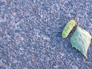 Fallen leaf on the pavement