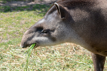 Naklejka na ściany i meble Single tapir in spring in the zoo while eating