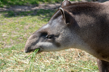 Fototapeta premium Single tapir in spring in the zoo while eating