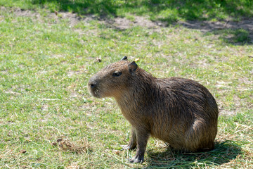 Single capybara in spring in the zoo