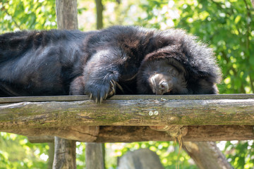 Collared bear sleeping on a wooden platform in the sun