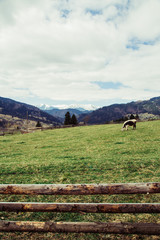 Hiking to mountain village at summer season, travel concept, Ukraine