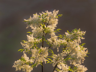 Ash branch full of clusters of white flowers . Gray background