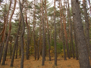 trees in the forest