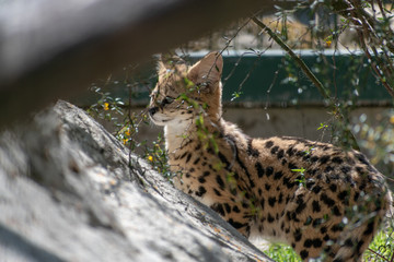 Portrait of a single Serval Baby