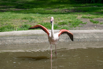Single flamingo spreads its wings
