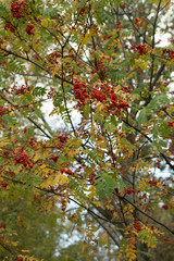 Rowan branches with ripe fruits close-up. Red rowan berries on the rowan tree branches, ripe rowan berries closeup and green leaves.