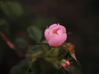rama con una flor rosa abriendose al sol