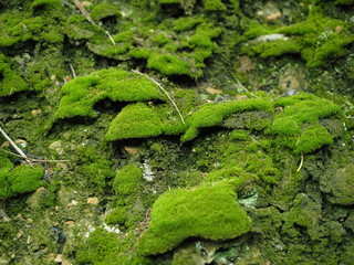 suelo de musgo verde bajo los arboles