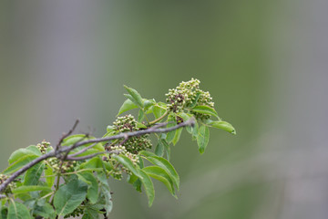 Holunderstrauch im Frühling
