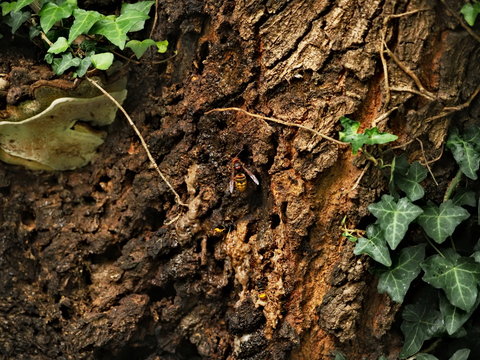 corteza de arbol cubierta de avispas asiaticas
