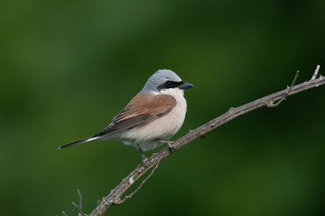 Neuntöter im Frühling